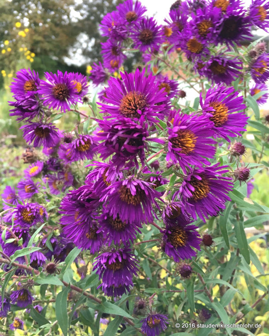 Symphyotrichum novae-angliae 'Marina Wolkonsky'