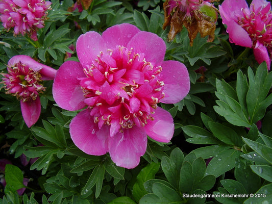 Paeonia officinalis 'Anemoneflora Rosea'