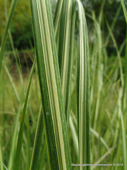 Calamagrostis x acutiflora 'Avalanche'