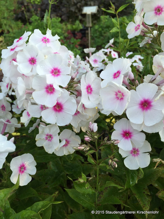 Phlox paniculata 'Graf Zeppelin'