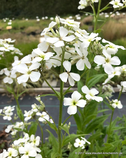 Hesperis matronalis subsp. candida