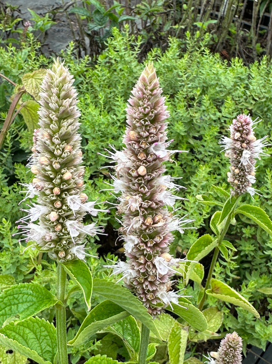 Agastache nepetoides