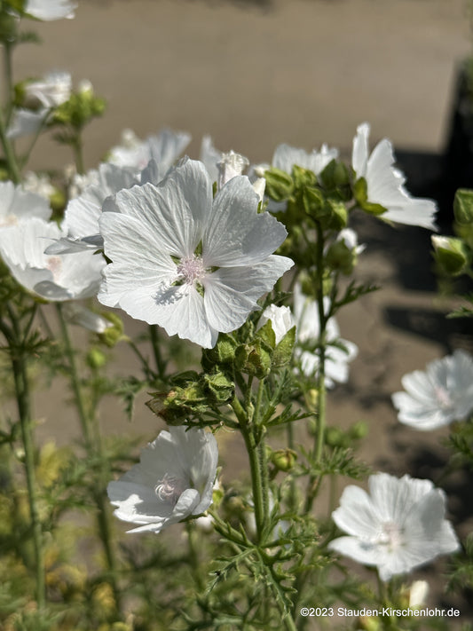 Malva moschata 'Alba'
