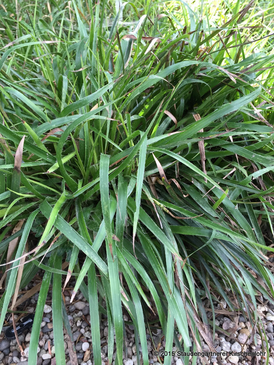 Luzula sieberi 'Farnfreund'