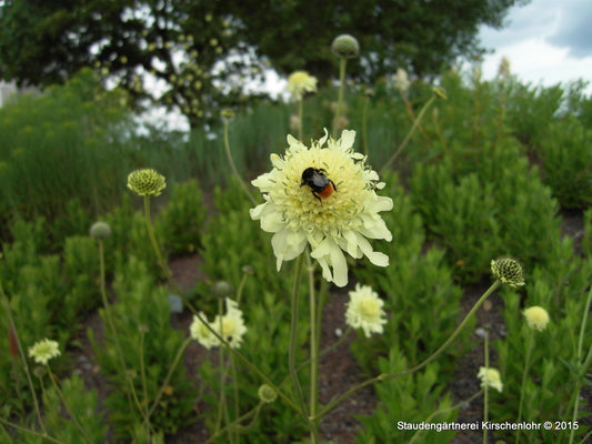 Cephalaria gigantea