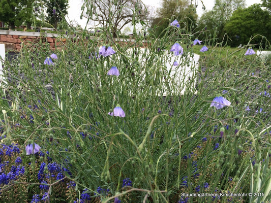 Linum perenne