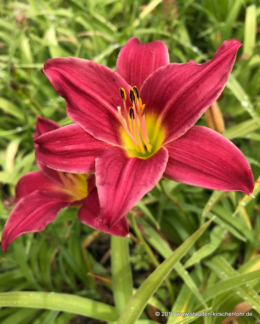 Hemerocallis 'Little Business'