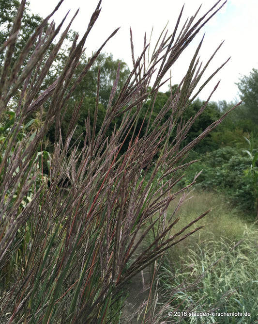 Andropogon gerardi 'Weinheim Burgundy'