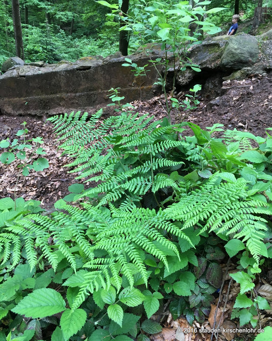 Dryopteris carthusiana