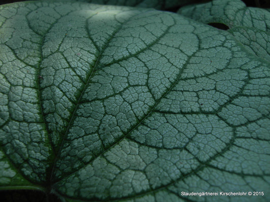 Brunnera macrophylla 'Jack Frost' ®
