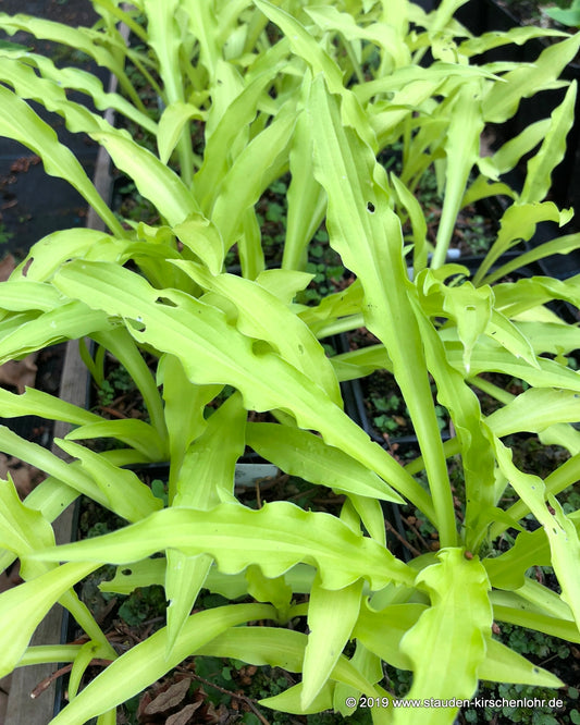 Hosta 'Atom Smasher'