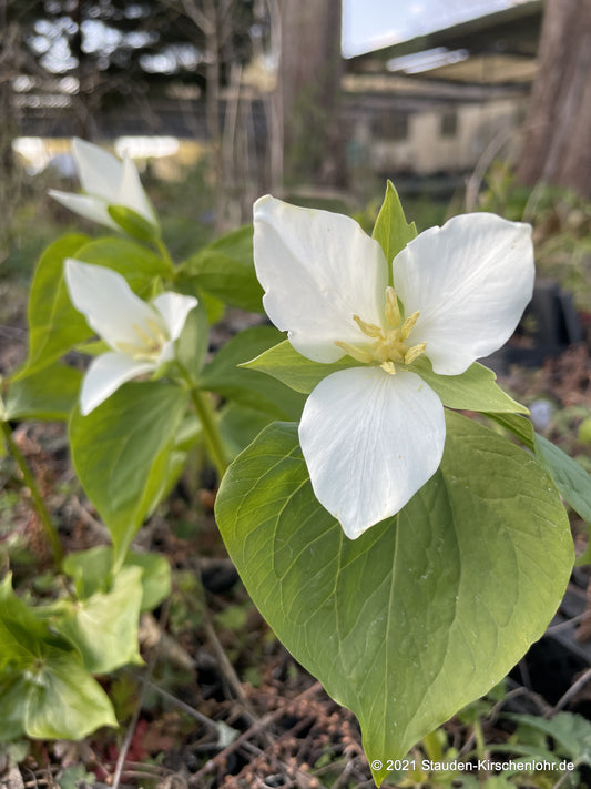 Trillium camtschatcensis