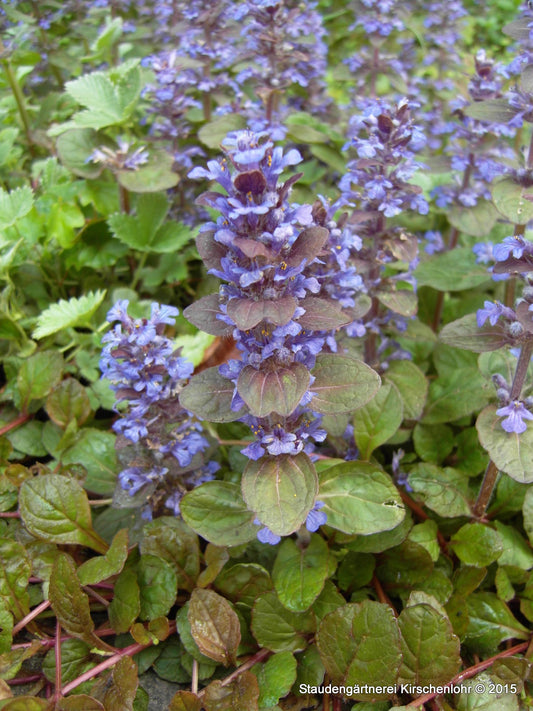 Ajuga reptans 'Mahogany'