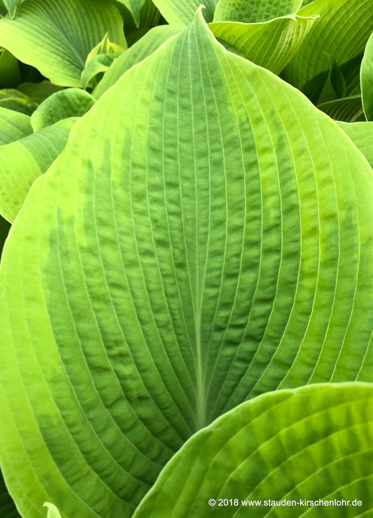 Hosta 'Climax'
