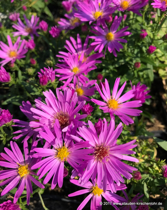Symphyotrichum dumosum 'Heinz Richard'