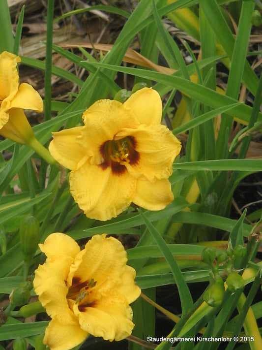 Hemerocallis 'Siloam Tom Thumb'