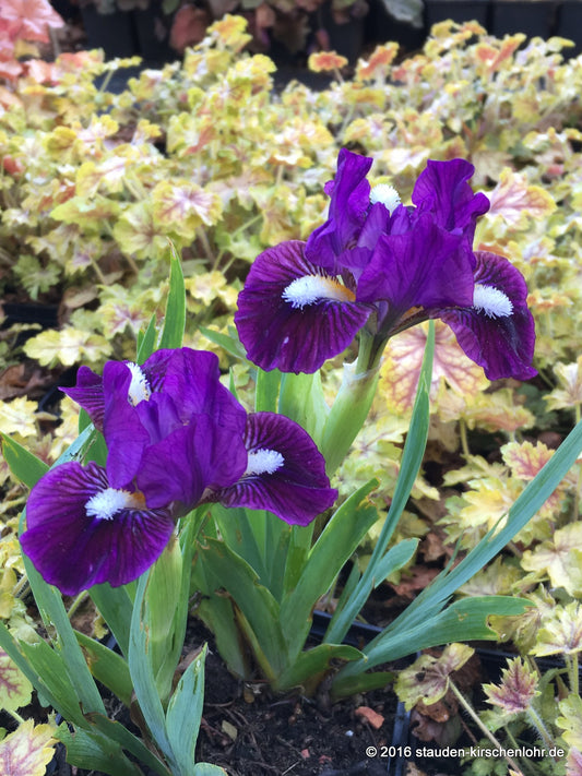 Iris barbata-nana 'Wise'