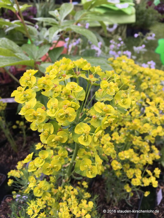 Euphorbia x gayeri 'Betten'