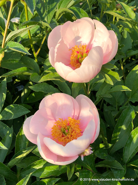Paeonia 'Soft Salmon Saucer'