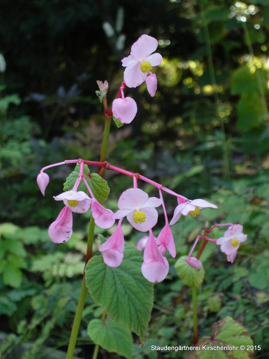 Begonia grandis subsp. grandis