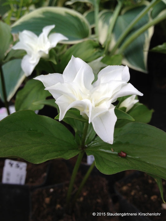 Trillium grandiflorum