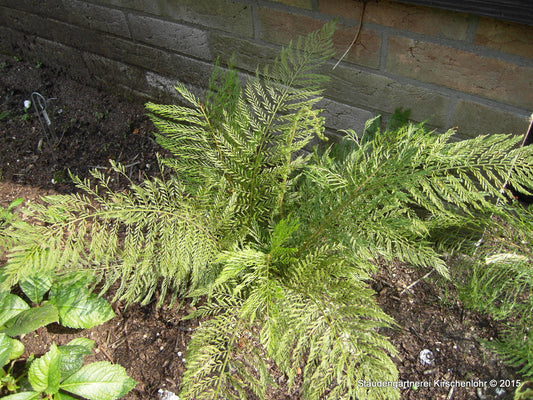 Polystichum setiferum