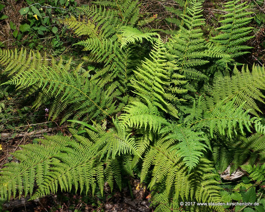 Athyrium filix-femina