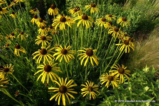 Echinacea paradoxa