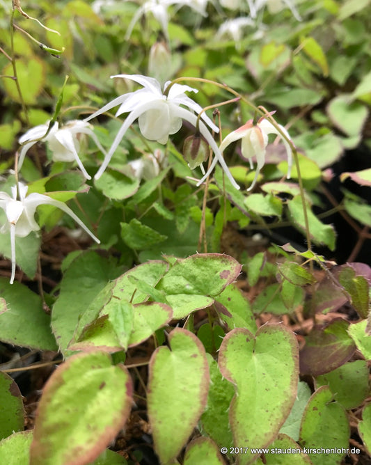 Epimedium grandiflorum 'Creeping Yellow'