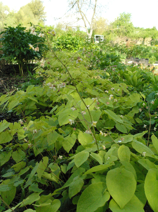 Epimedium pubigerum