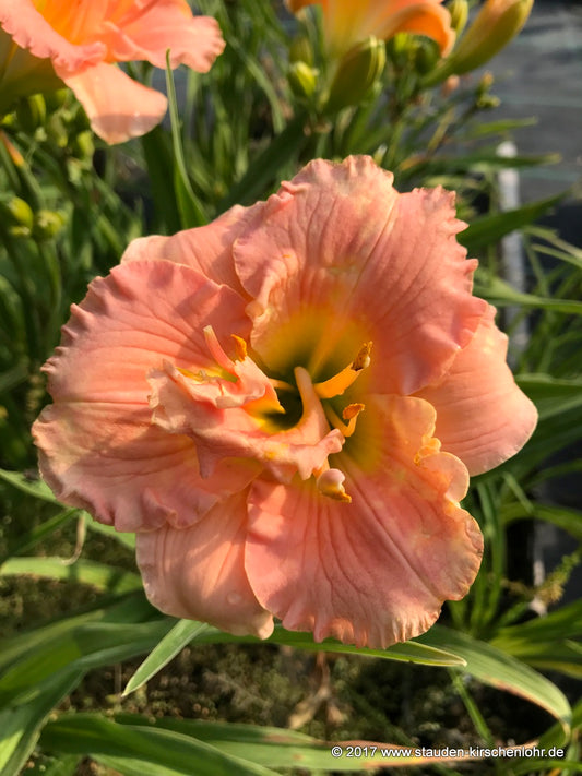 Hemerocallis 'Siloam Double Classic'