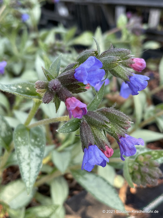 Pulmonaria 'Samurai' ®