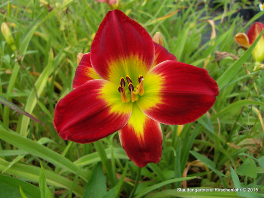 Hemerocallis 'Christmas Is'