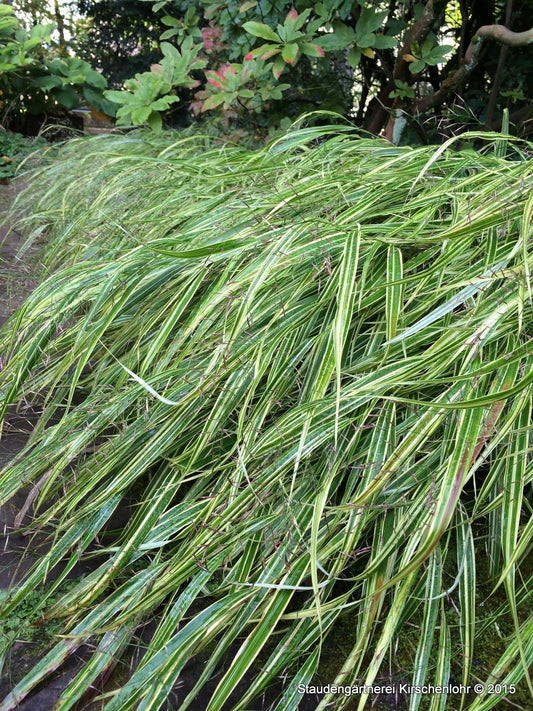 Hakonechloa macra 'Albostriata'