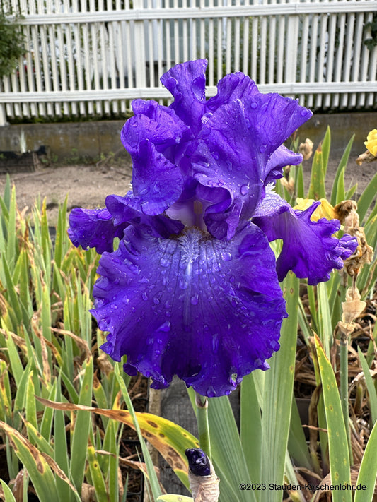 Iris barbata-elatior 'Grand Amiral'
