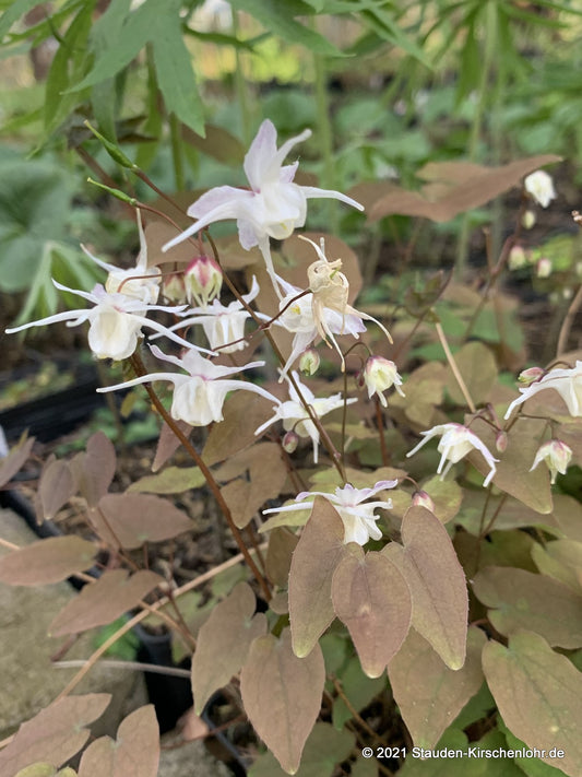 Epimedium grandiflorum