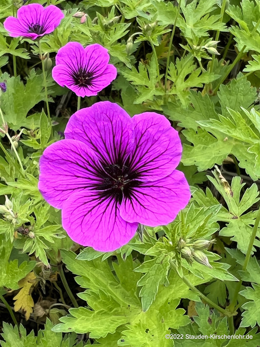 Geranium 'Bressingham Flair'