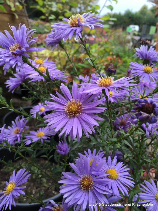 Symphyotrichum novi-belgii 'Blaue Nachhut'