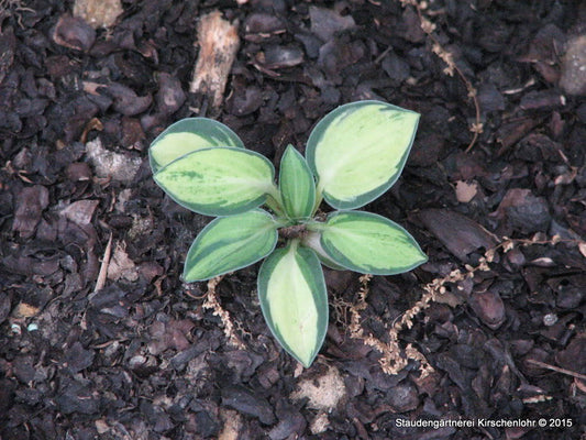 Hosta 'Holy Mouse Ears' ®