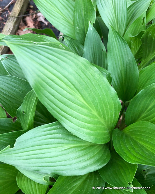 Hosta clausa var. clausa