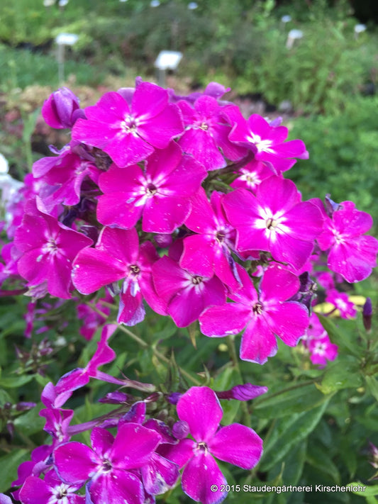Phlox paniculata 'Wennschondennschon'