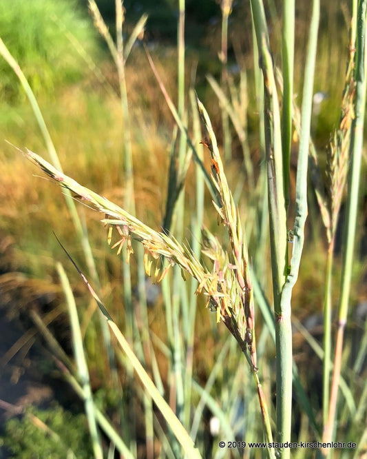 Andropogon gerardi 'Yellow Arrow' JS ®