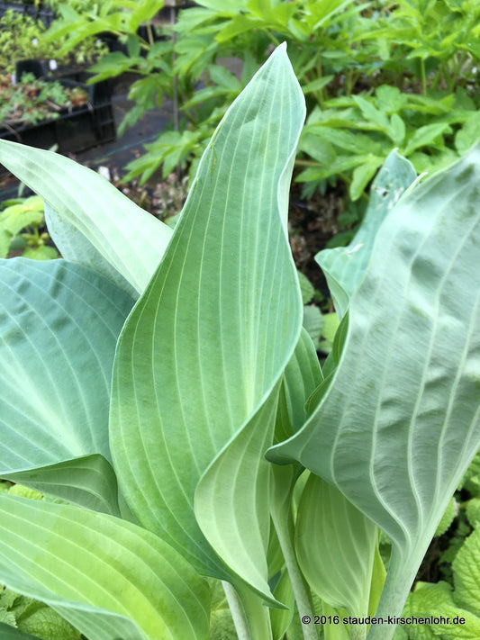 Hosta 'Smoke Signal'