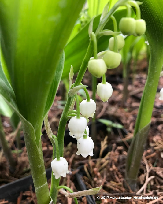 Convallaria majalis 'Hardwick Hall'