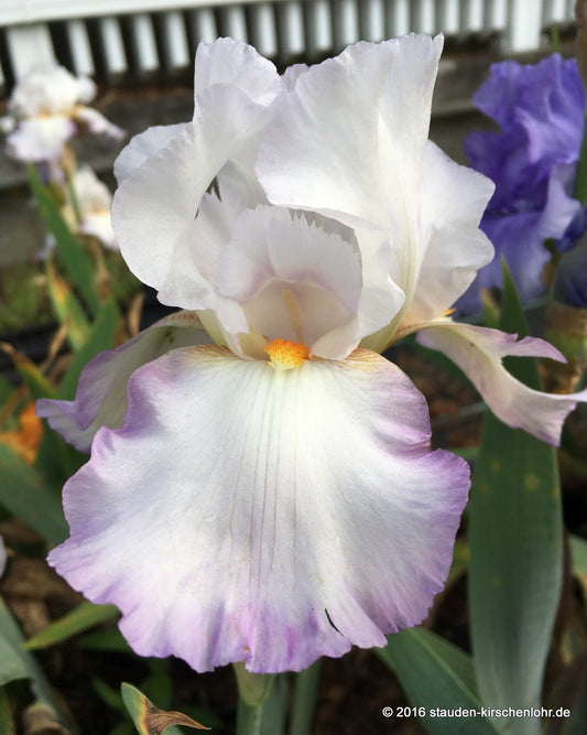 Iris barbata-elatior 'Astrid C.'