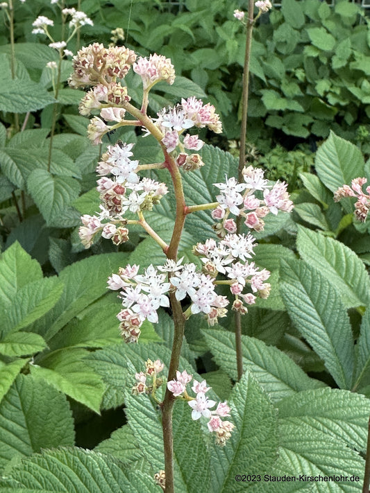 Rodgersia 'Hanna'