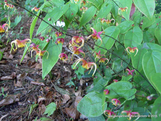 Epimedium x omeiense 'Akame'