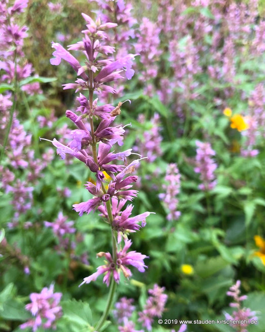 Agastache 'Ayala'