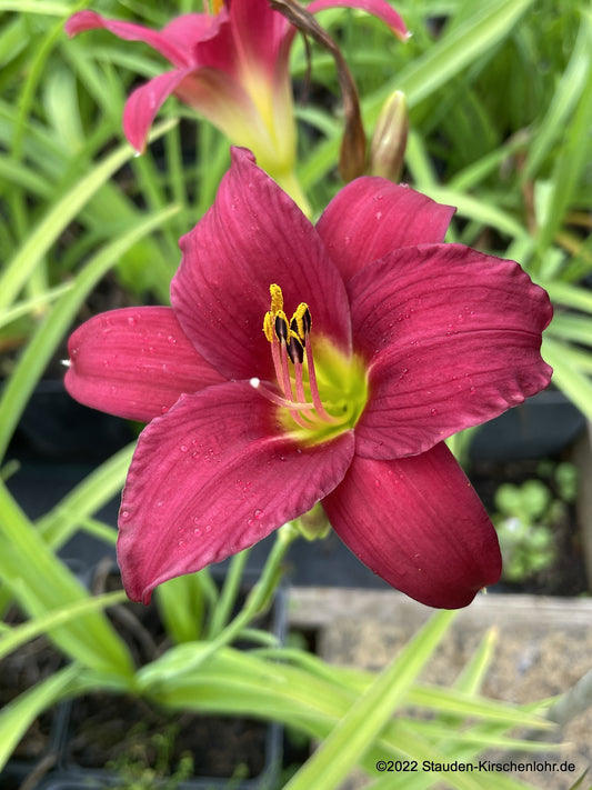 Hemerocallis 'Little Business'