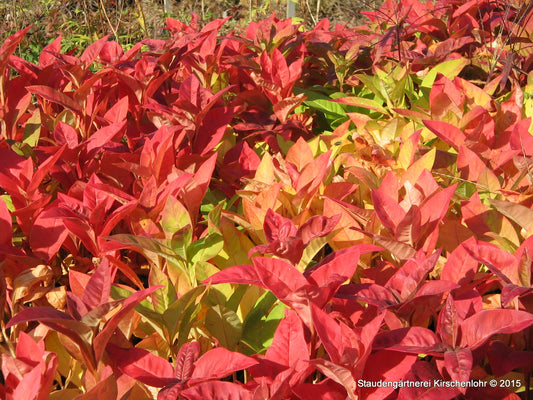 Lysimachia clethroides